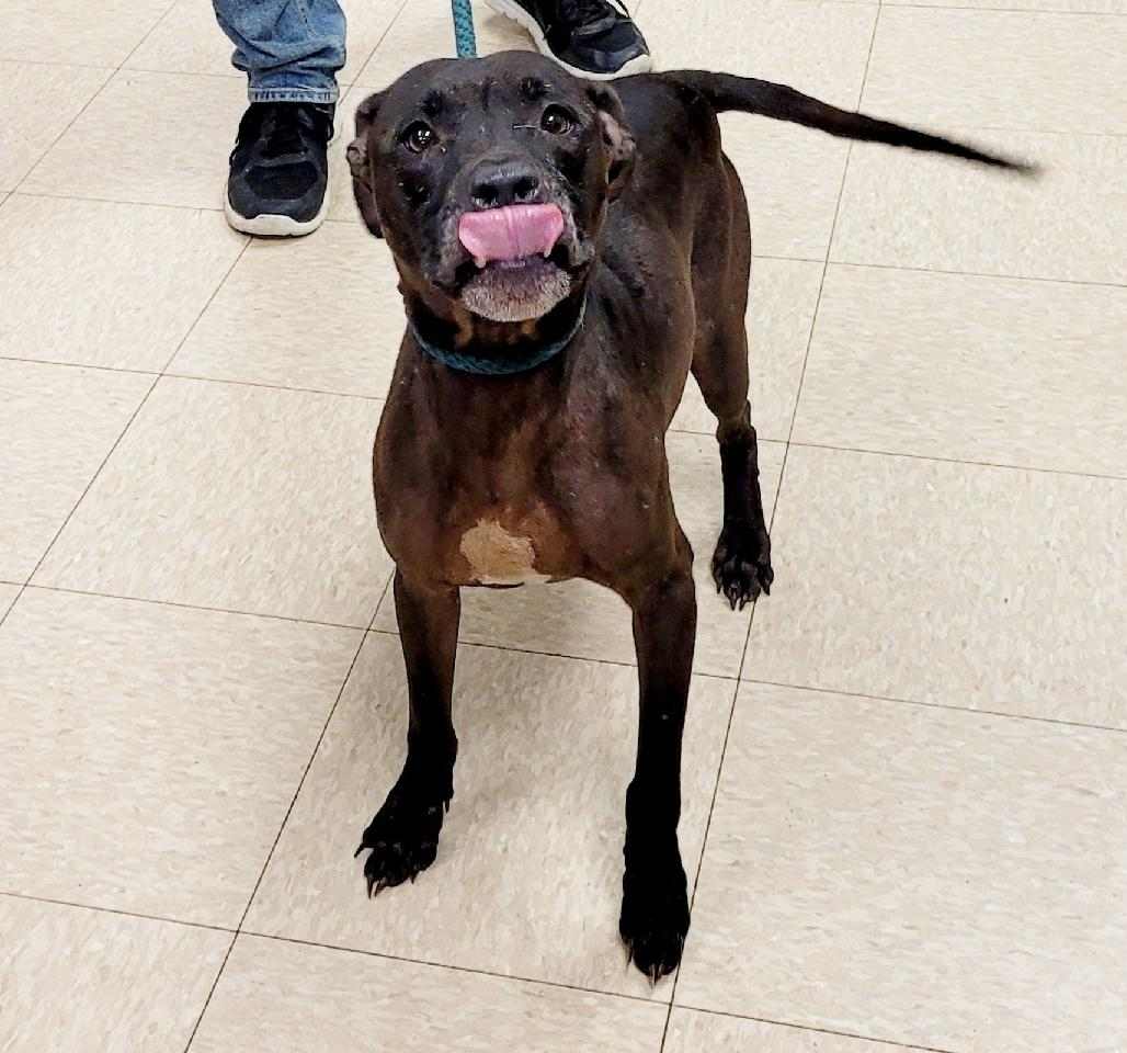Enlarge Maylee, a Adopted Terrier in Muncie, IN image 1/2