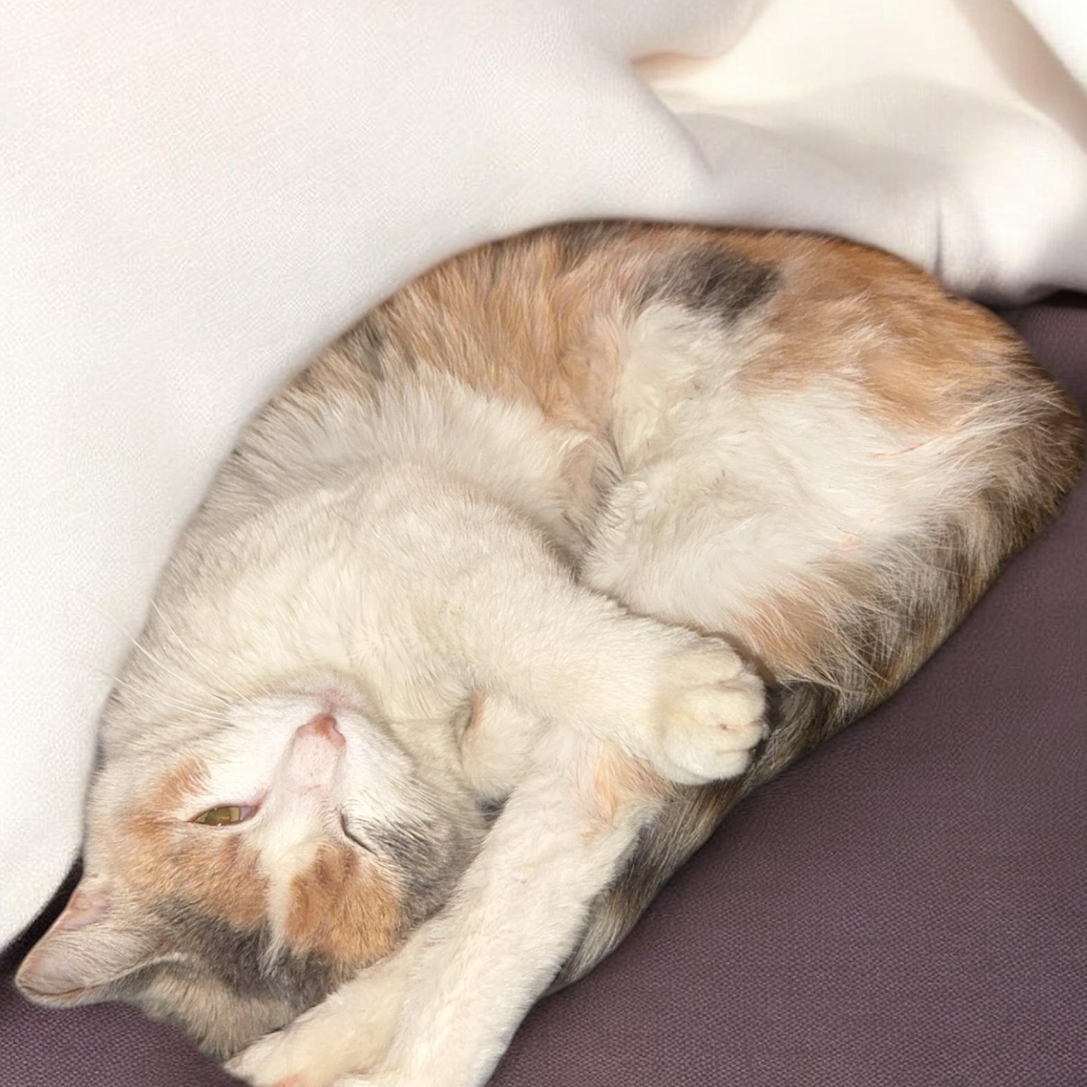 Peaches, Adopted, Young Female Domestic Short Hair.