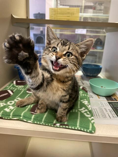 Bungie, Adopted, Kitten Male Domestic Short Hair.