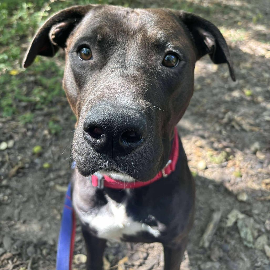 Enlarge Toggle, a Adoptable Mixed Breed in Edwardsville, IL image 1/6