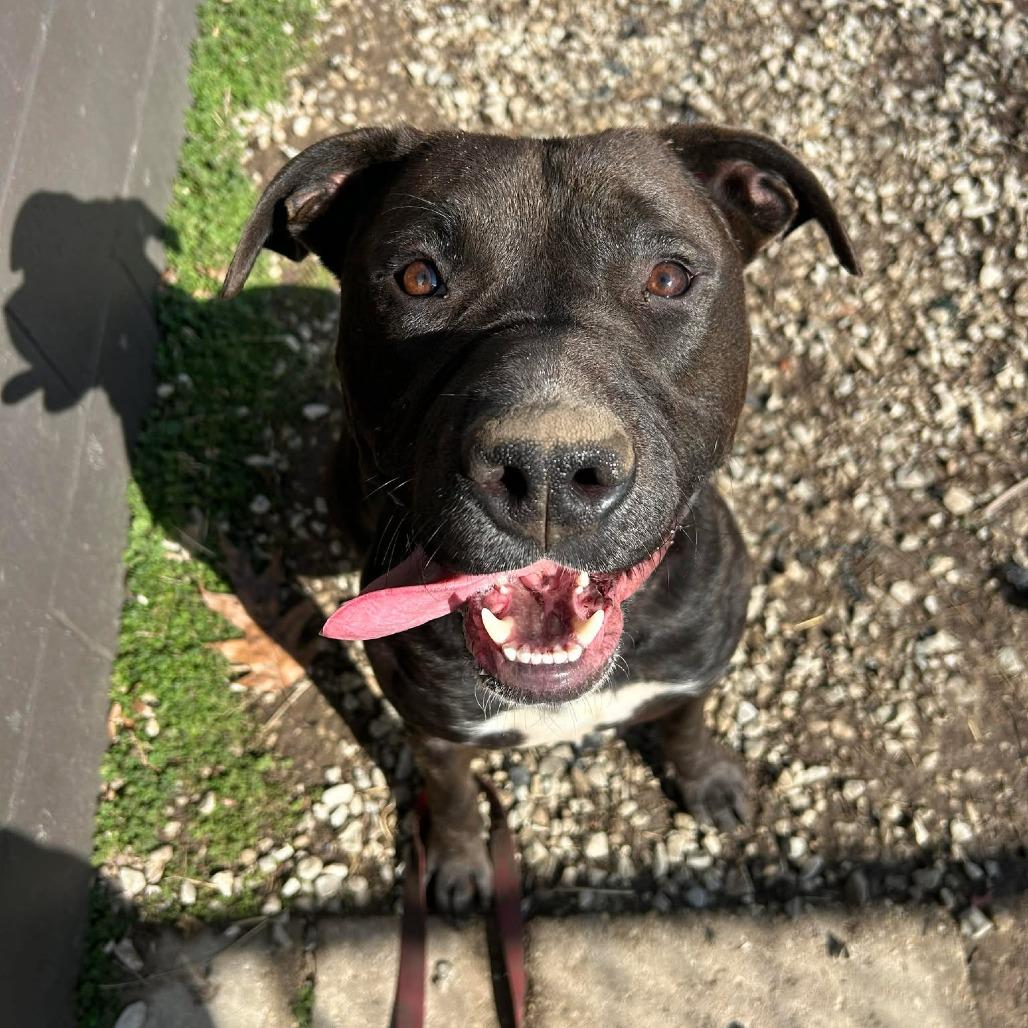 Toggle, Adoptable, Young Male Mixed Breed.
