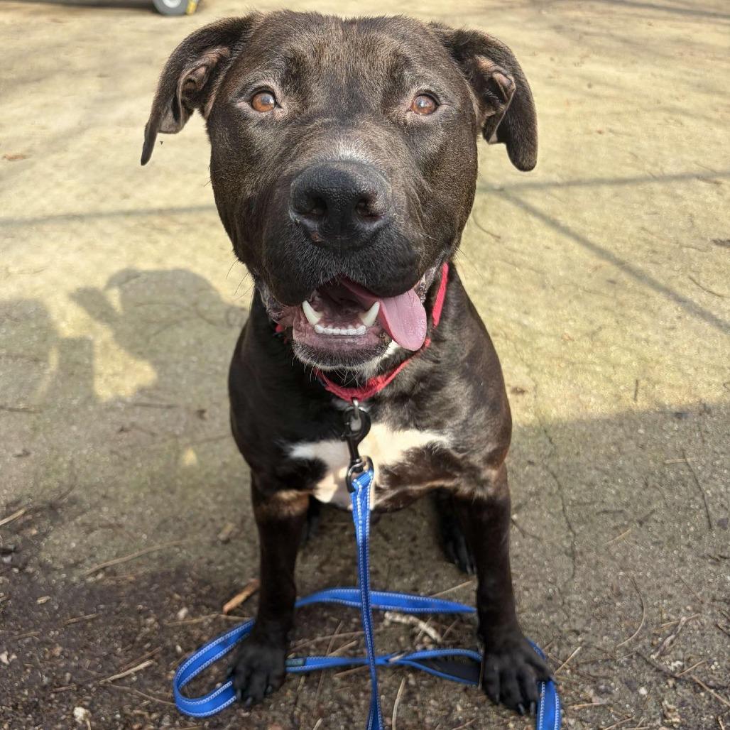 Toggle, Adoptable, Young Male Mixed Breed.