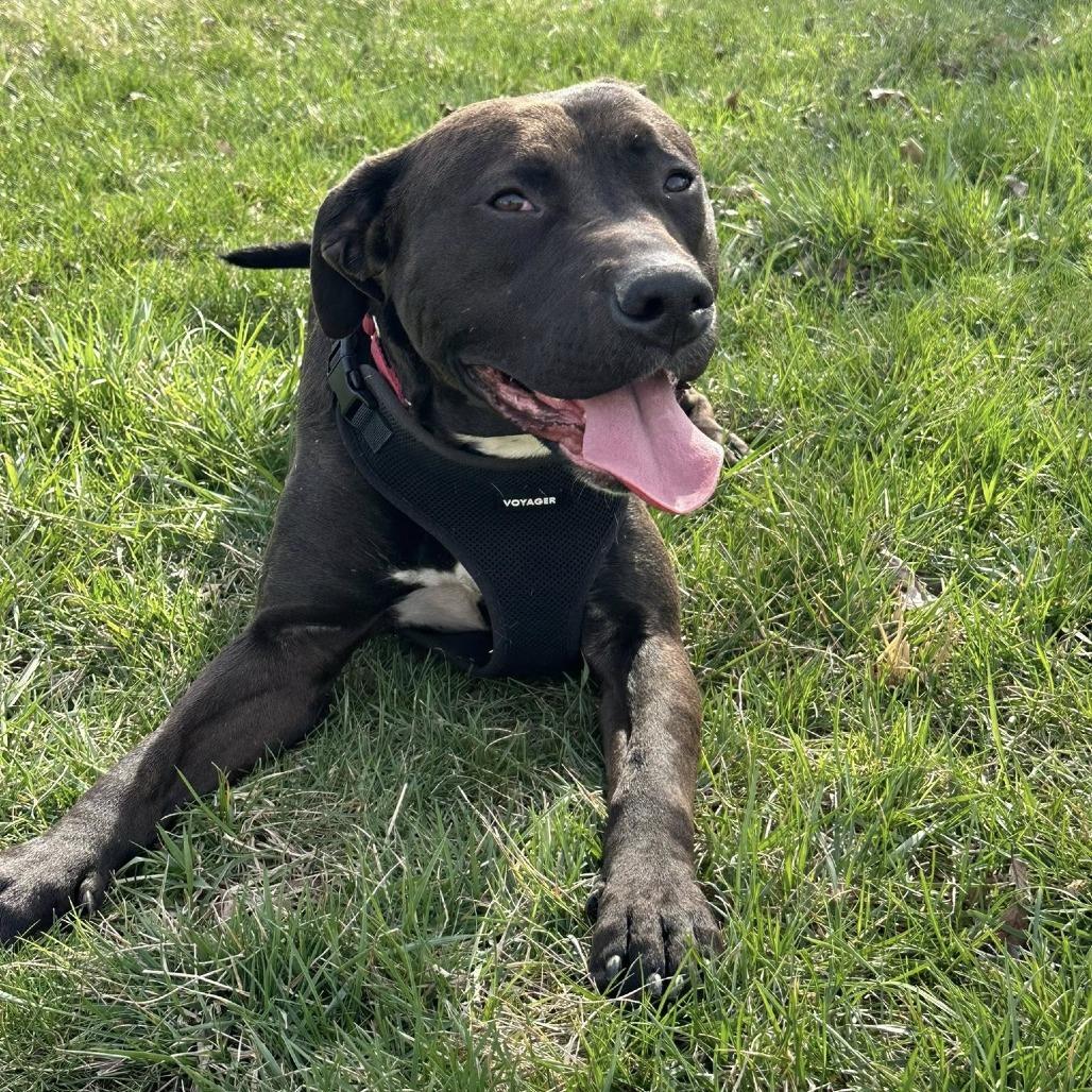 Enlarge Toggle, a Adoptable Mixed Breed in Edwardsville, IL image 3/6