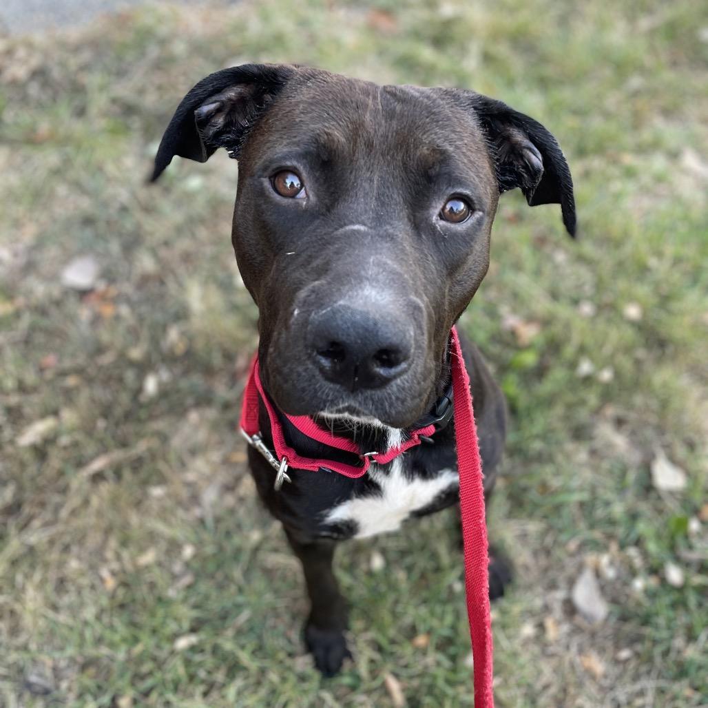 Toggle, a Adoptable Mixed Breed in Edwardsville, IL image 2/5