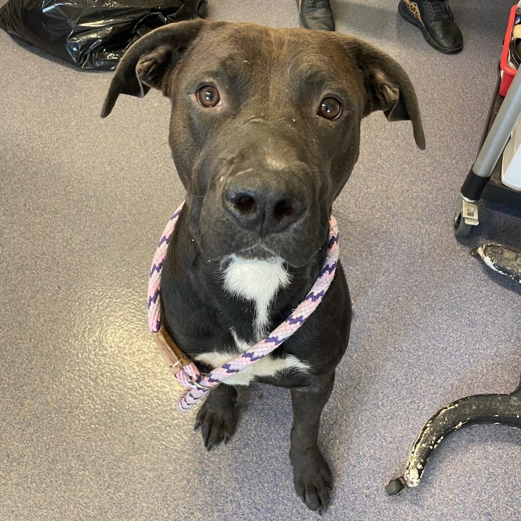 Toggle, a Adoptable Mixed Breed in Edwardsville, IL image 3/5