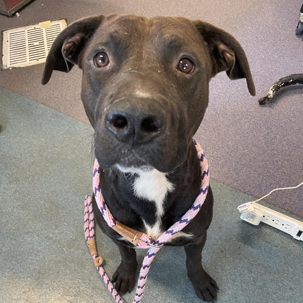 Toggle, a Adoptable Mixed Breed in Edwardsville, IL image 4/5