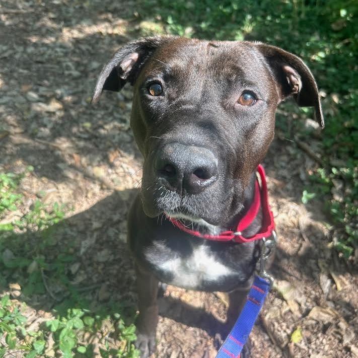 Toggle, a Adoptable Mixed Breed in Edwardsville, IL image 5/5