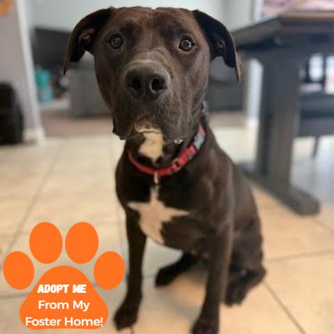 Enlarge Toggle, a Adoptable Mixed Breed in Edwardsville, IL image 5/6