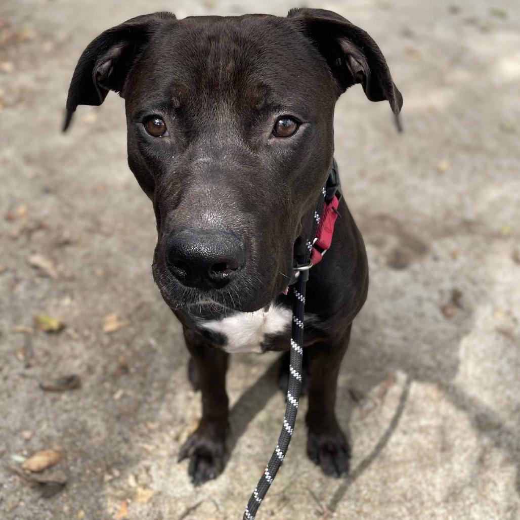 Enlarge Toggle, a Adoptable Mixed Breed in Edwardsville, IL image 6/6