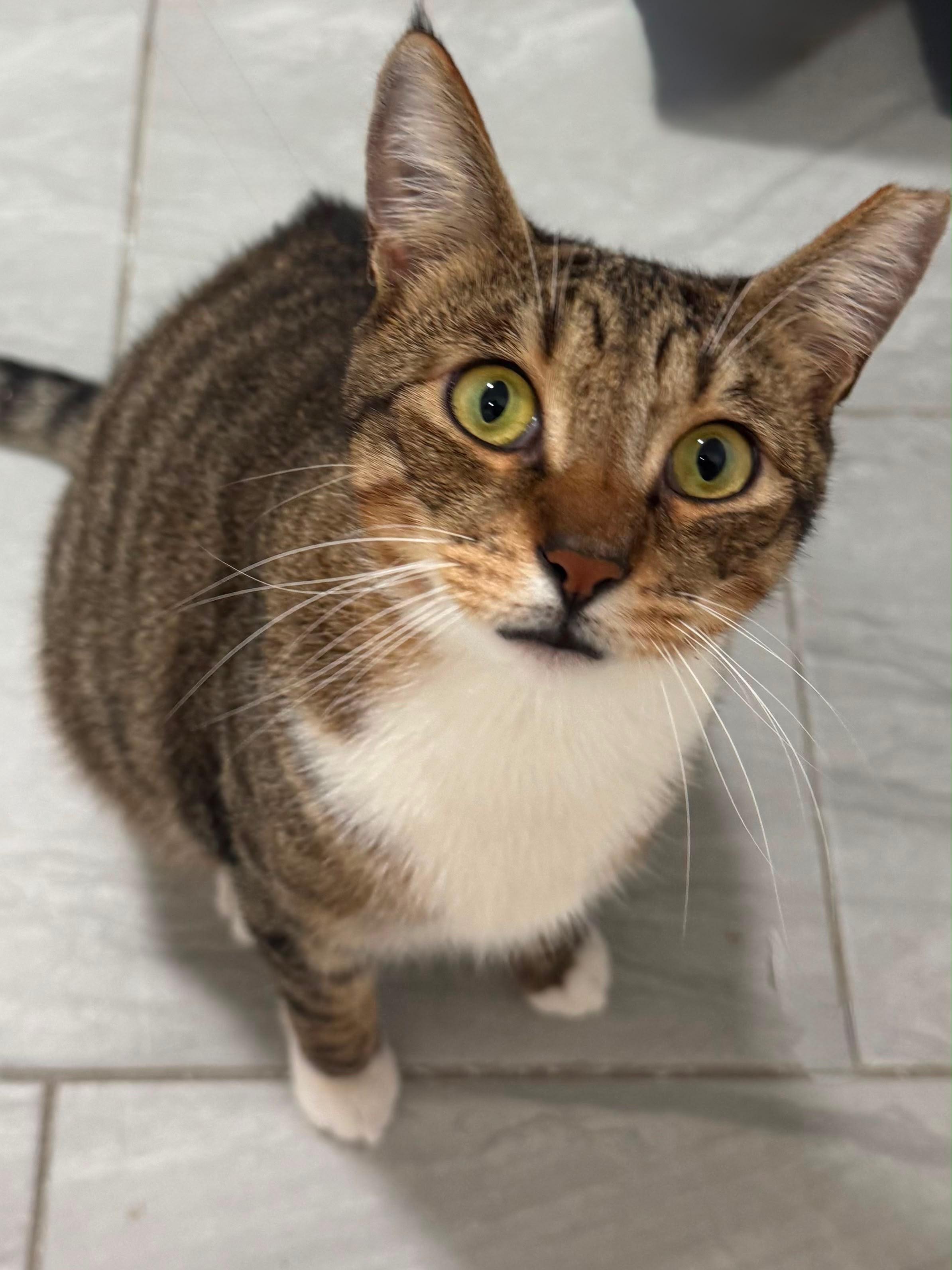 Enlarge Boots and Tiny, a Adoptable Domestic Short Hair in Hamburg, NJ image 5/6