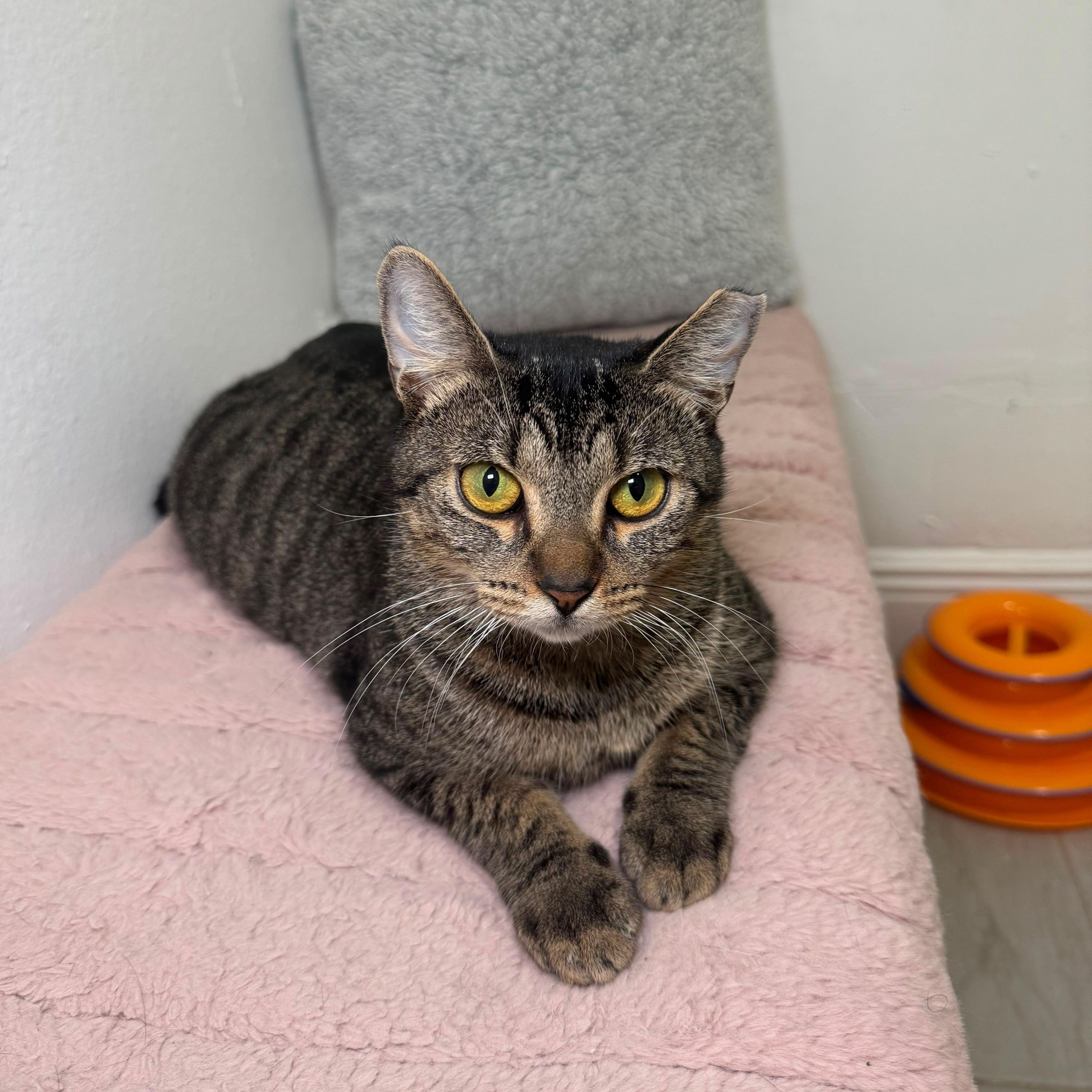 Enlarge Boots and Tiny, a Adoptable Domestic Short Hair in Hamburg, NJ image 3/6