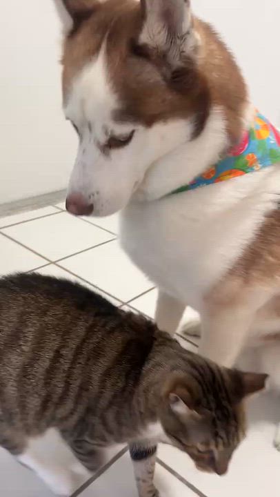Enlarge Boots and Tiny, a Adoptable Domestic Short Hair in Hamburg, NJ video 6/6