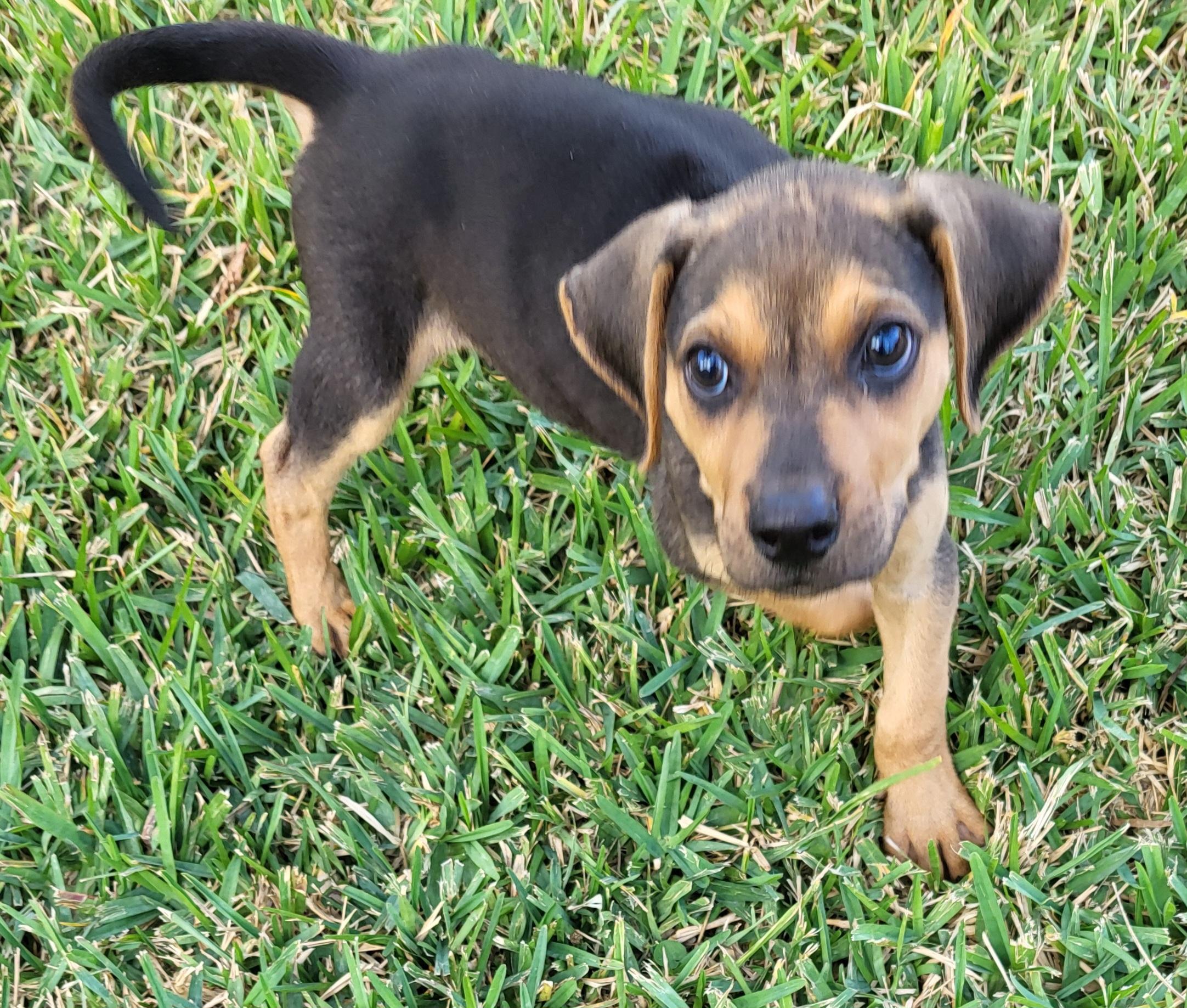 Enlarge Nipsey, an adopted mixed breed in Sarasota, FL image 3/6