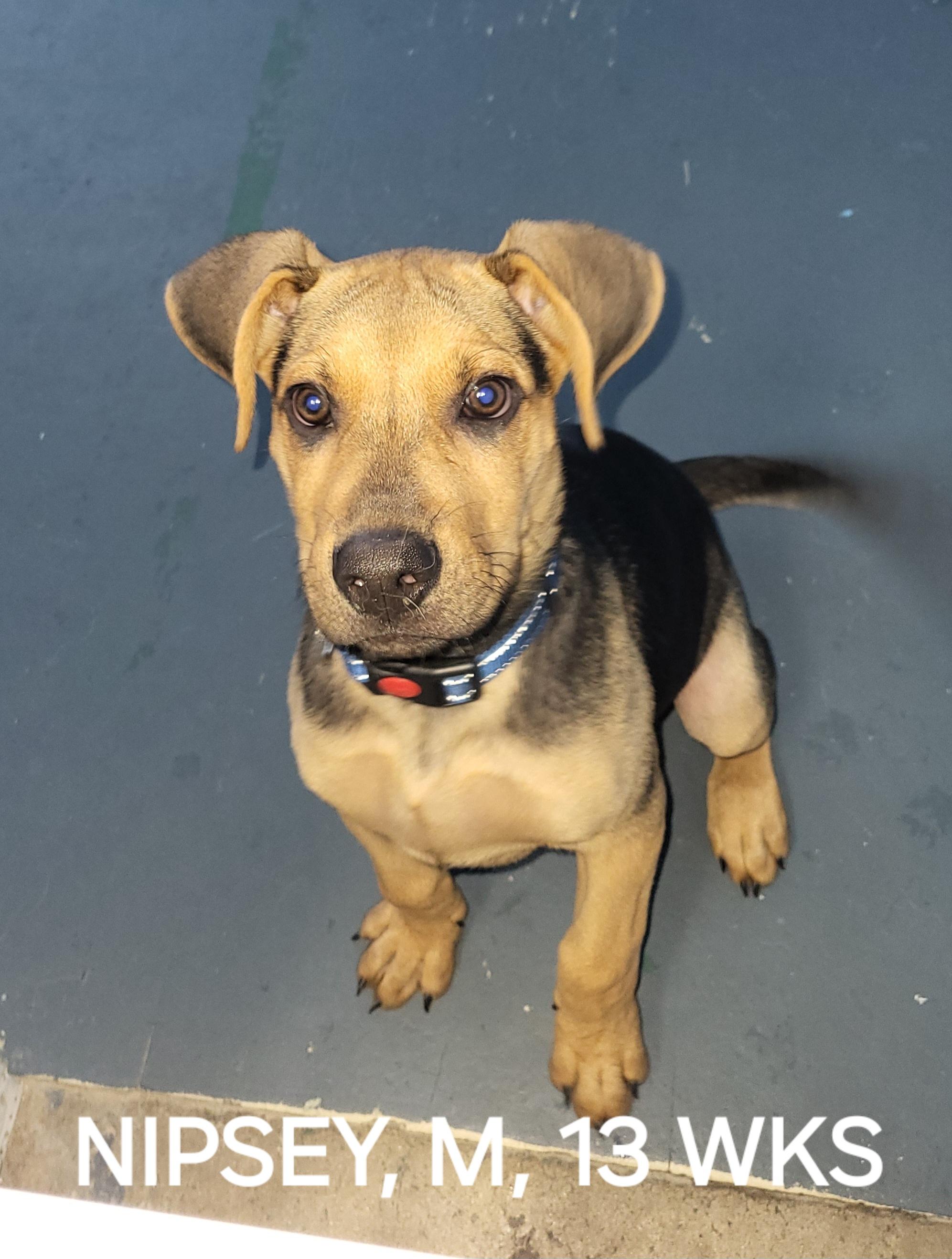 Enlarge Nipsey, an adopted mixed breed in Sarasota, FL image 2/6