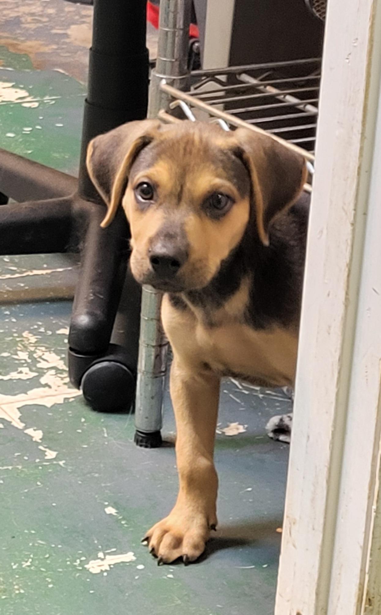 Enlarge Nipsey, an adopted mixed breed in Sarasota, FL image 5/6