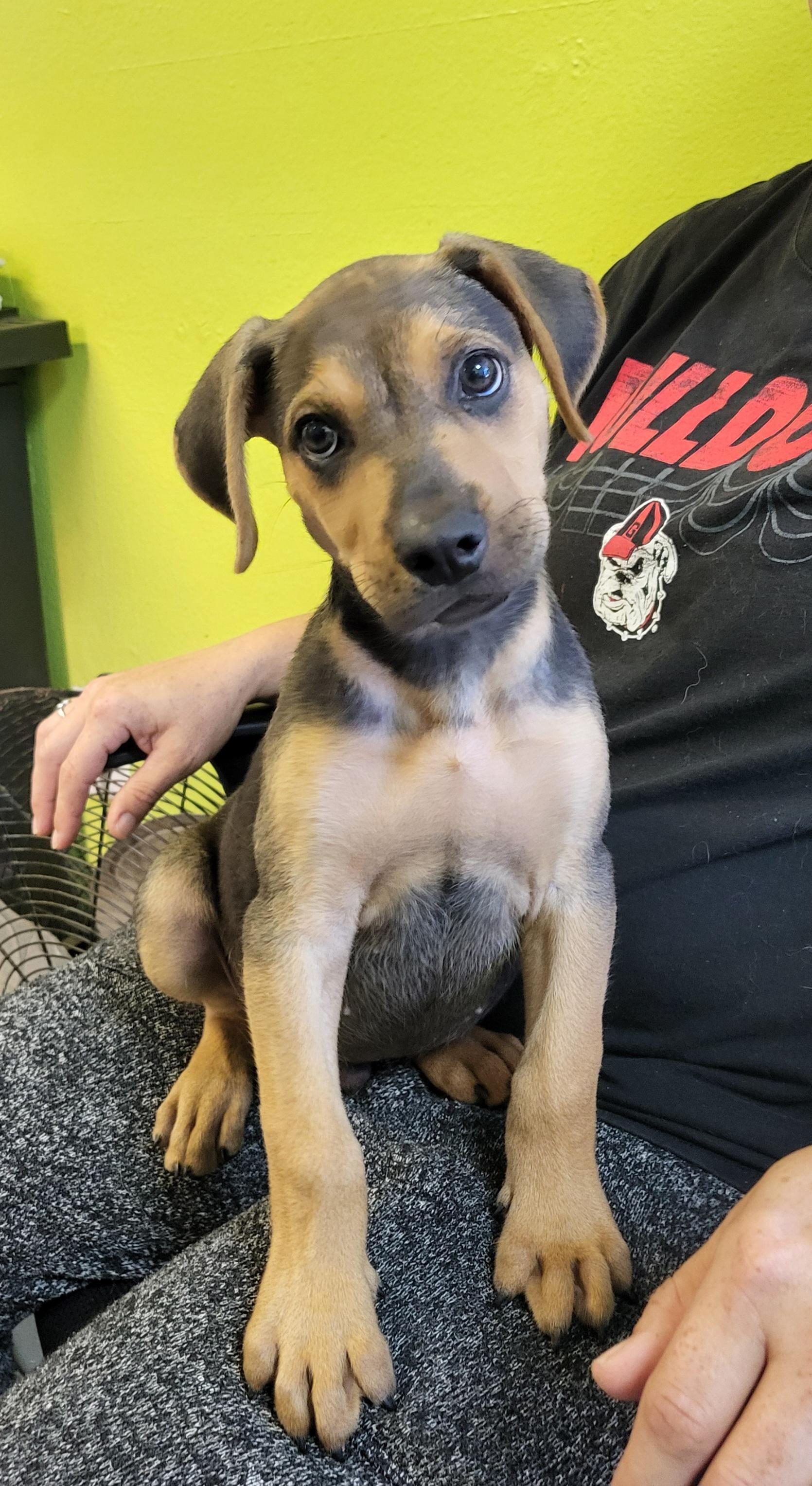 Nipsey, ADOPTABLE, Puppy Male Labrador Retriever & Beagle.