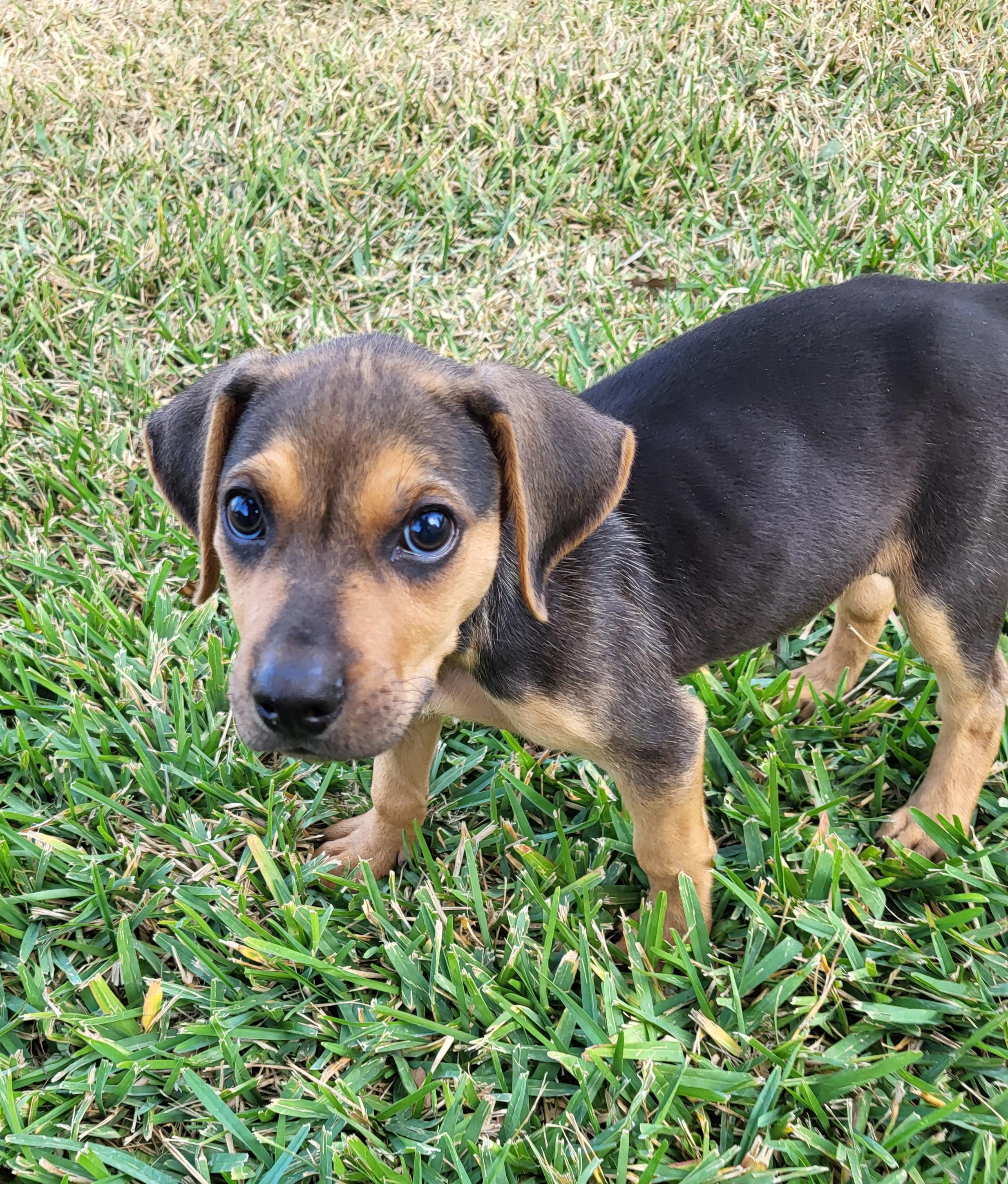 Enlarge Nipsey, an adopted mixed breed in Sarasota, FL image 4/6