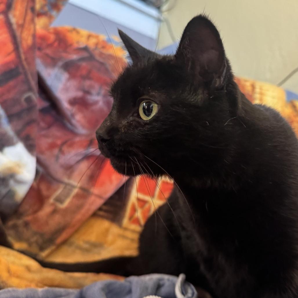 Timmie Gratiot 55553, Adoptable, Adult Female Extra-Toes Cat / Hemingway Polydactyl & Domestic Short Hair.