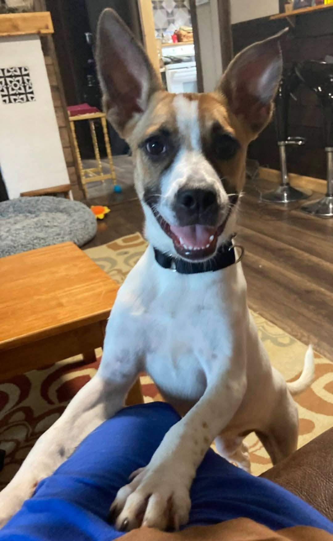 Enlarge Crystal, a Adoptable Terrier in New London, WI image 2/3