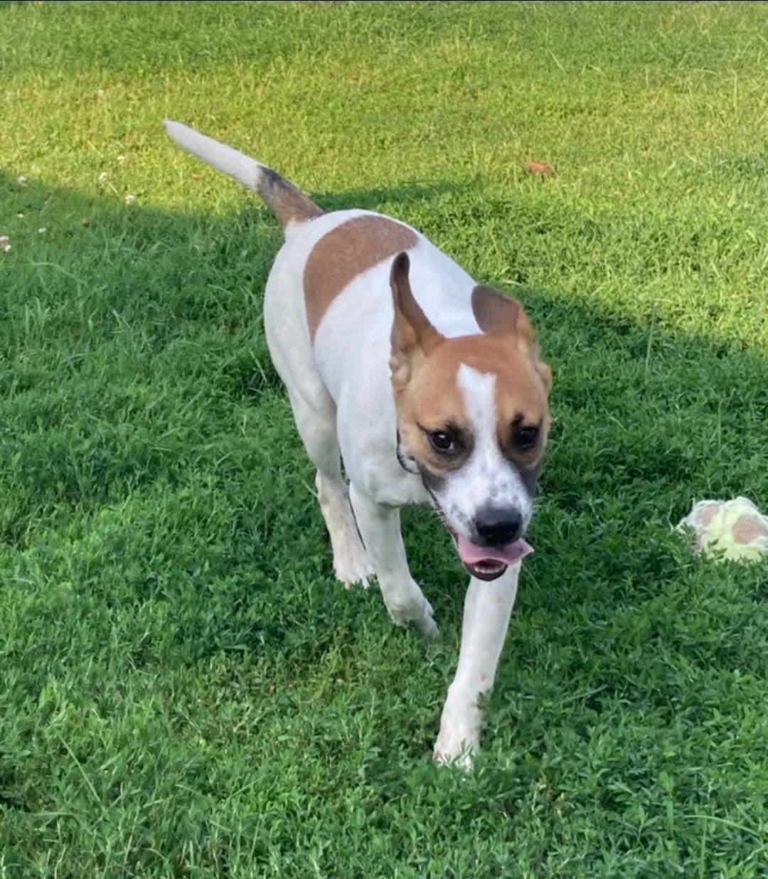 Enlarge Crystal, a Adoptable Terrier in New London, WI image 3/3