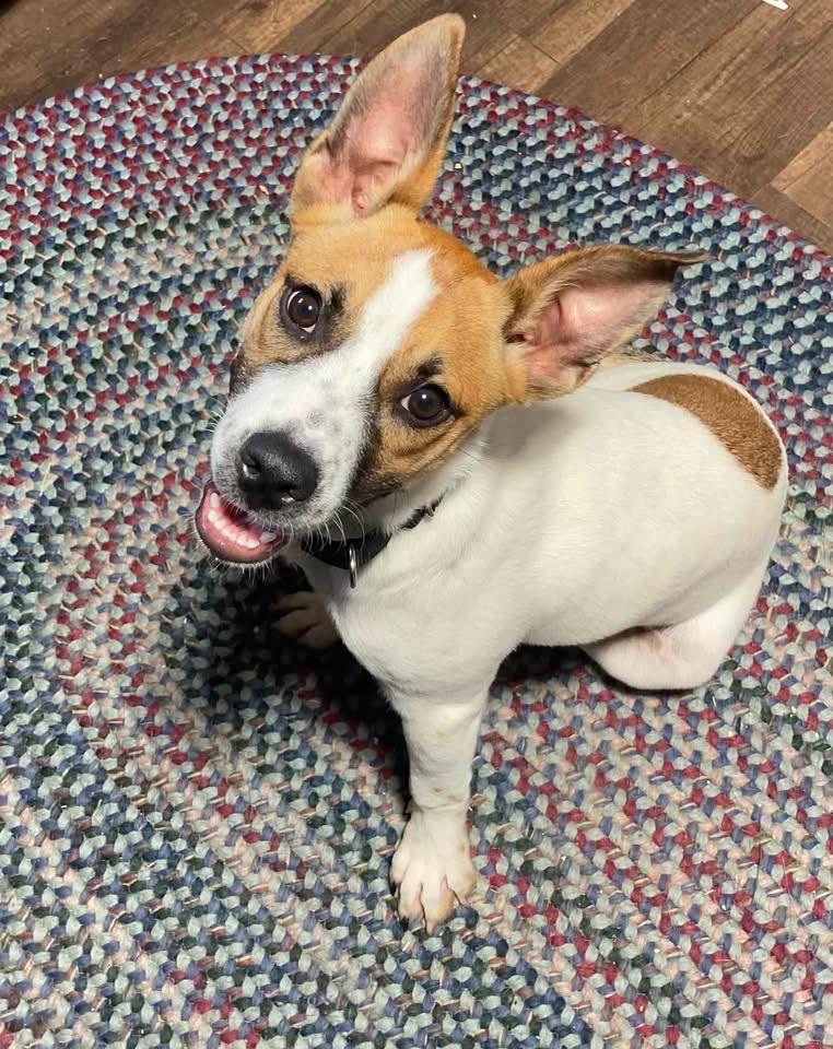 Crystal, Adoptable, Puppy Female Terrier.