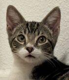 Enlarge Waffles (Guardian Assist), a Adoptable Domestic Short Hair in Fremont, CA image 2/2