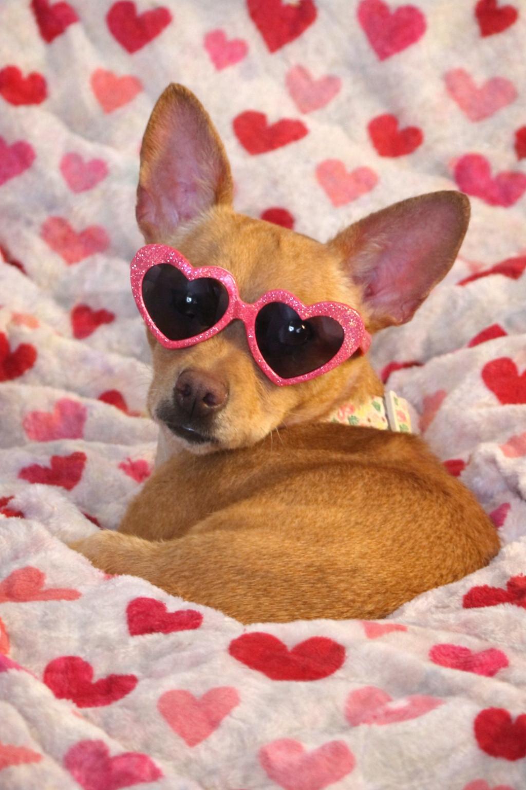 Caroline , adopted, Young Female Chihuahua.