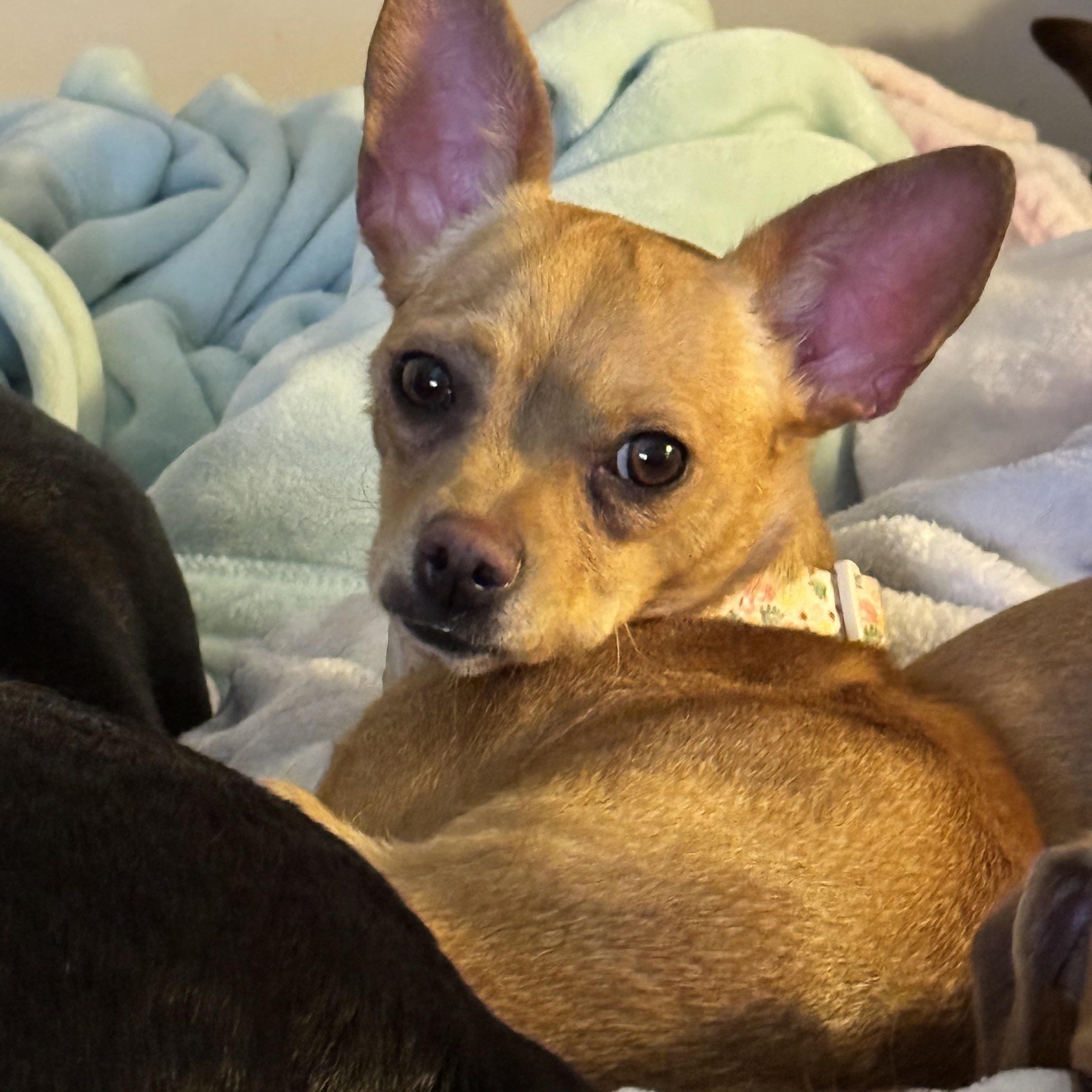 Caroline , an adopted Chihuahua in New Martinsville, WV image 4/6