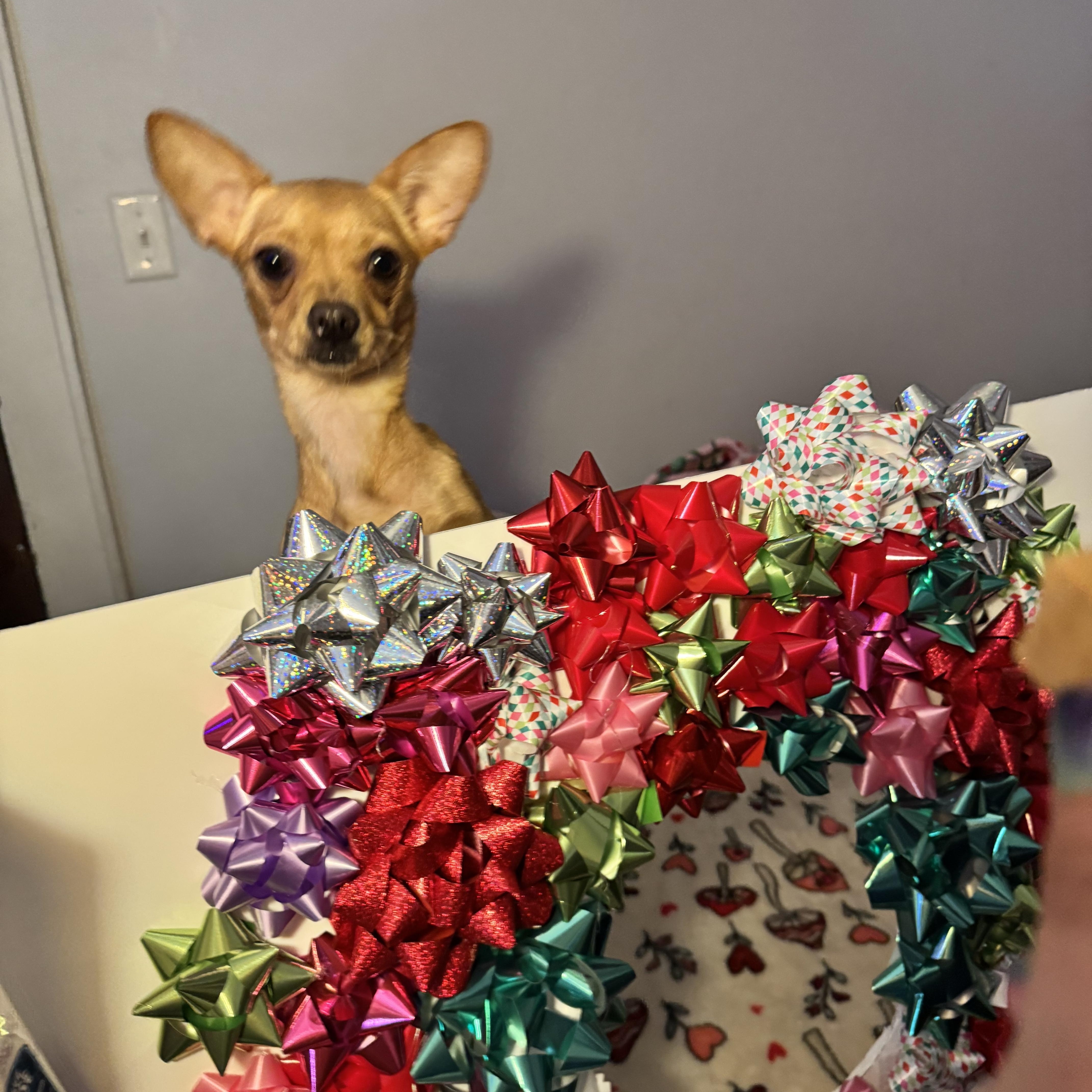 Caroline , an adopted Chihuahua in New Martinsville, WV image 6/6