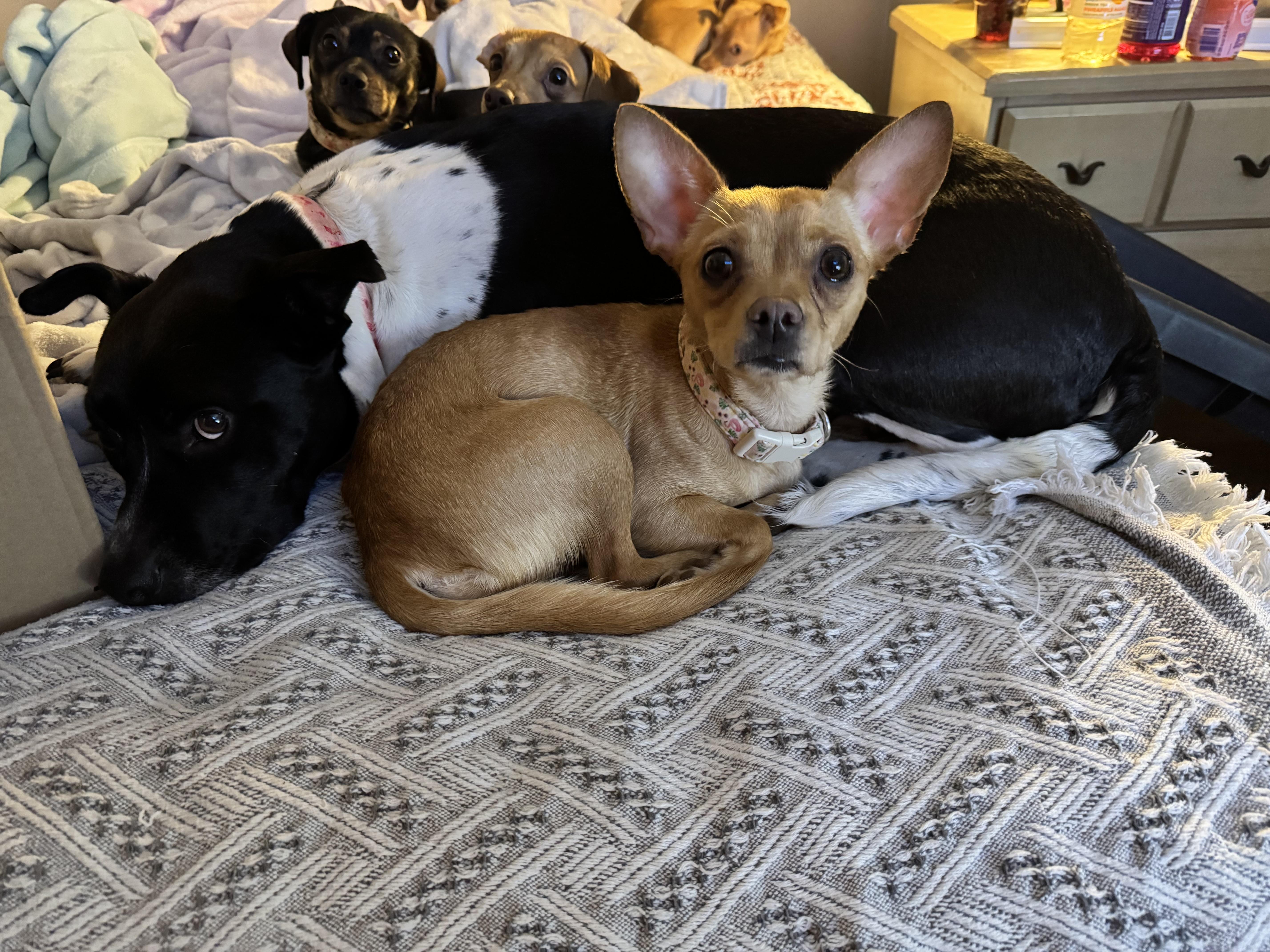 Caroline , an adopted Chihuahua in New Martinsville, WV image 5/6