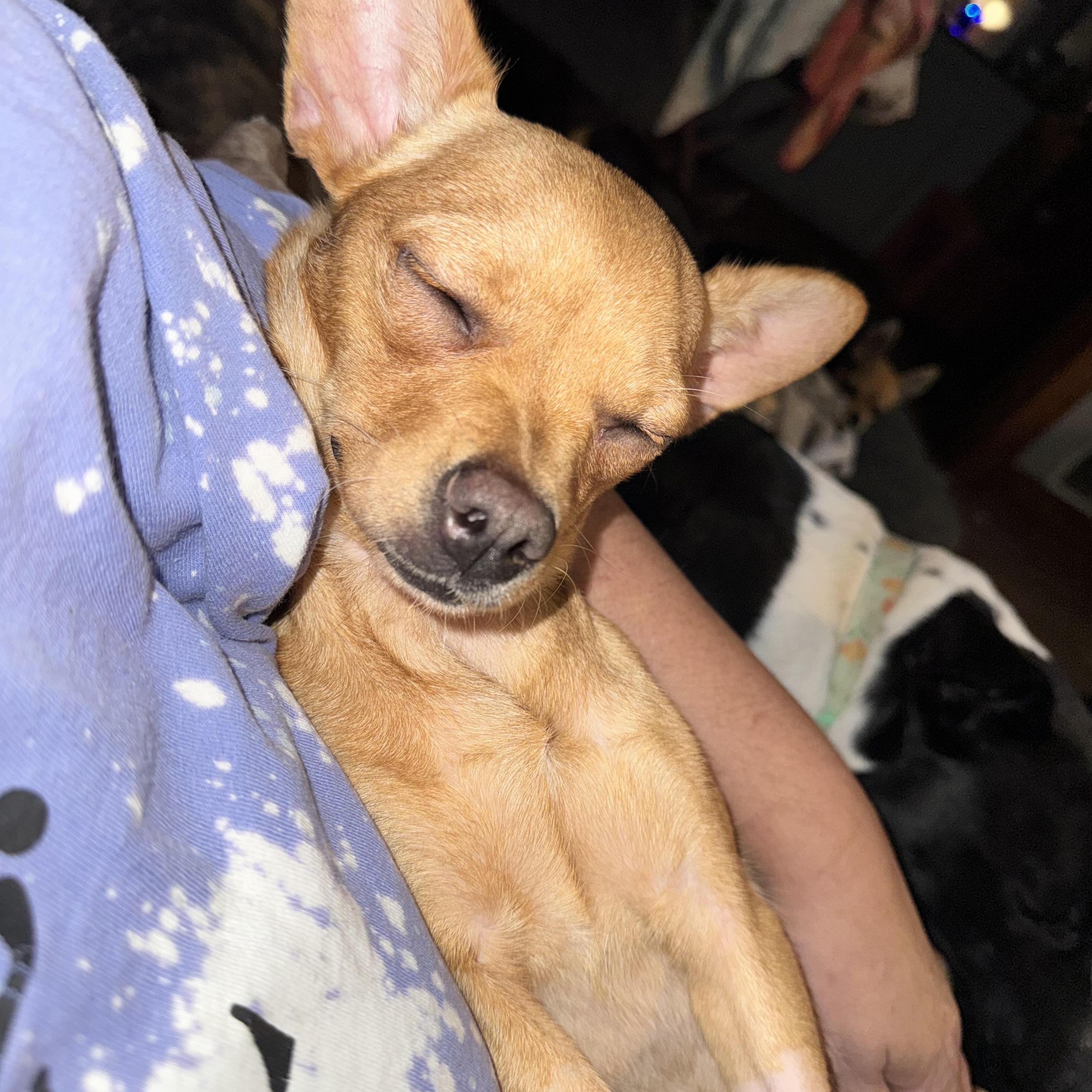 Caroline , an adopted Chihuahua in New Martinsville, WV image 3/6