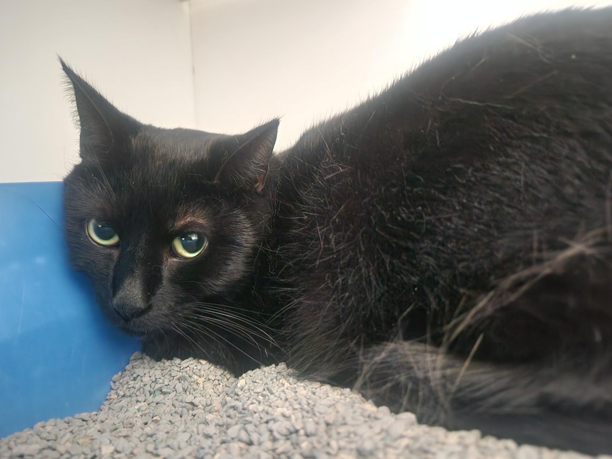 Cole, adopted, Adult Male Domestic Short Hair.