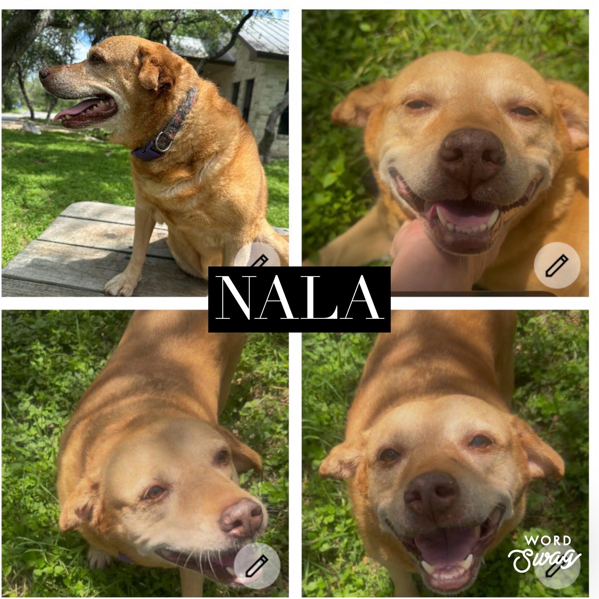 Nala, Adoptable, Adult Female Corgi & Labrador Retriever.