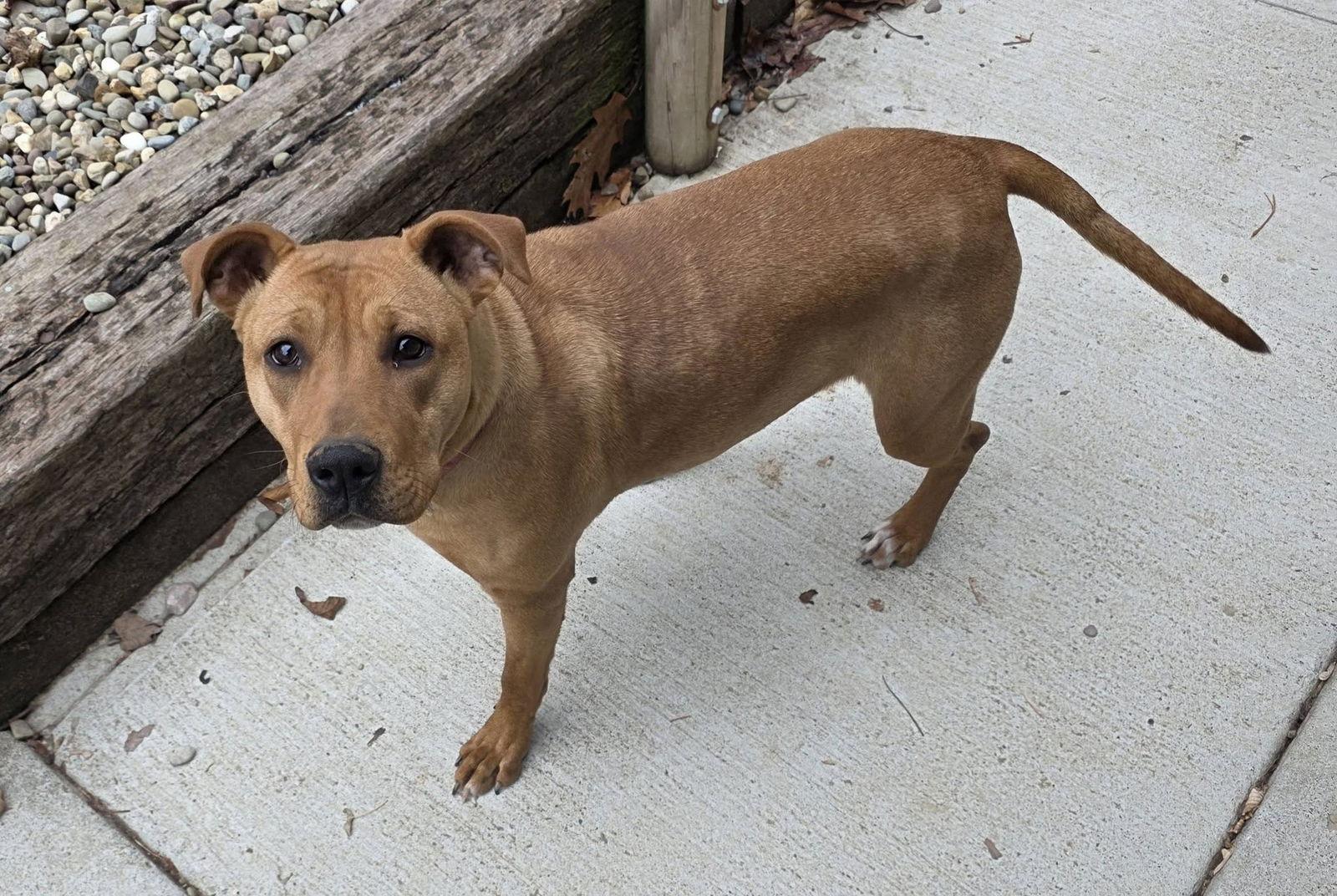 Belle, Adoptable, Young Female Pit Bull Terrier.