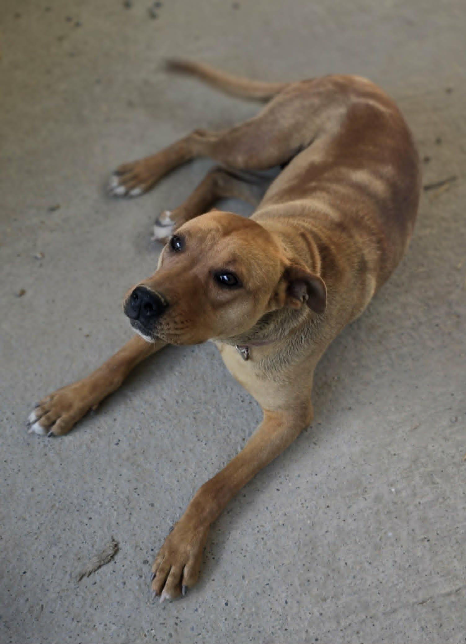 Belle, Adoptable, Young Female Pit Bull Terrier.