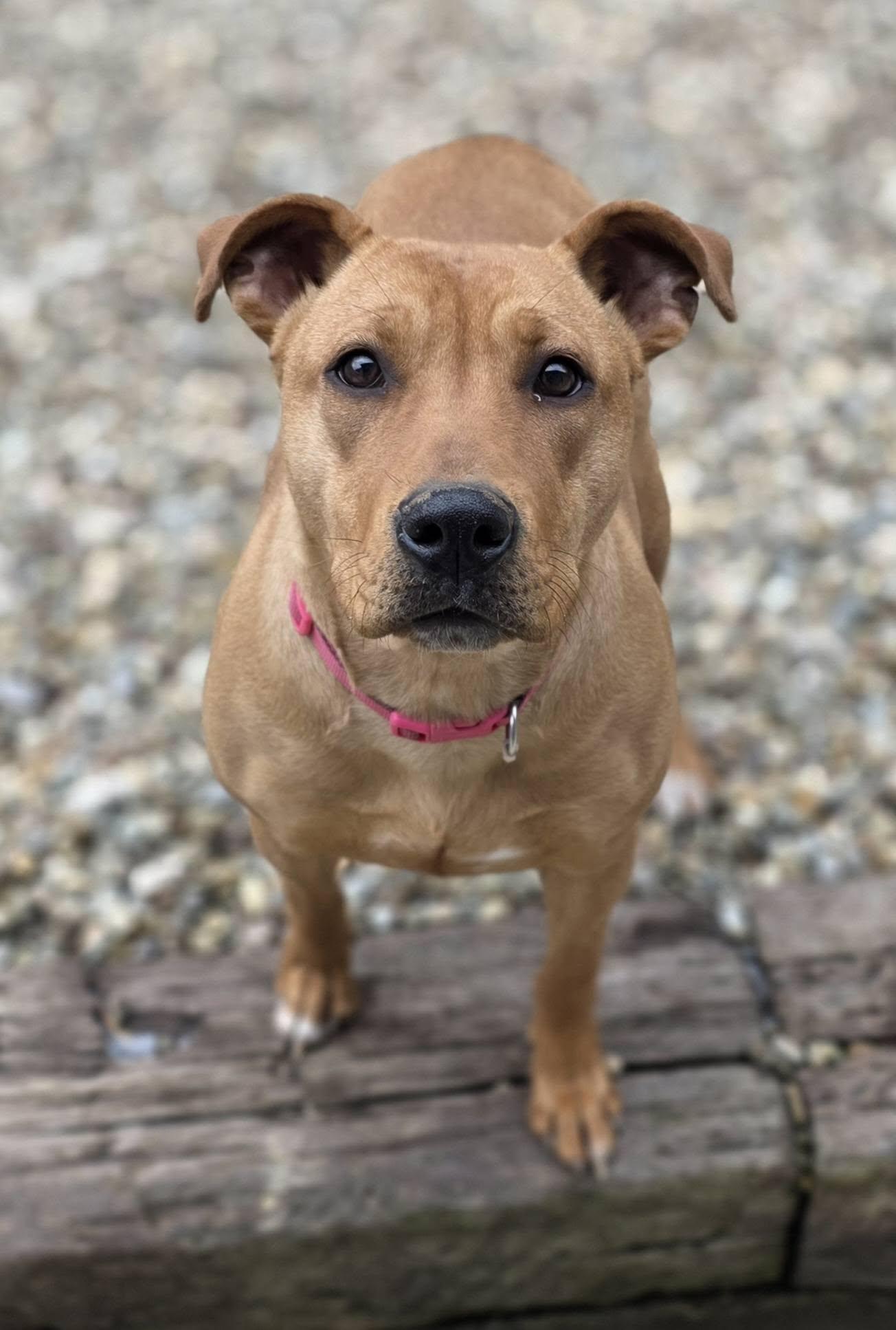 Belle, Adoptable, Young Female Pit Bull Terrier.