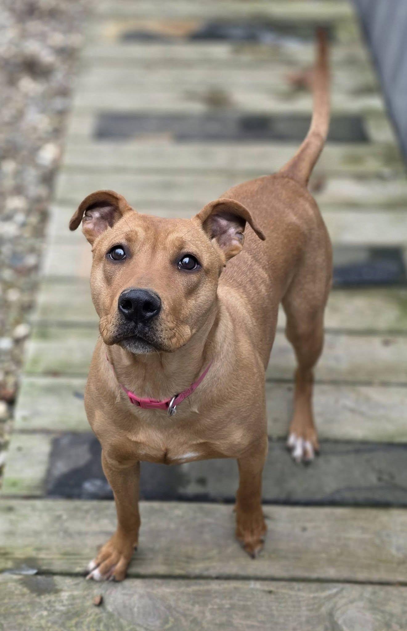Enlarge Belle, a Adoptable Pit Bull Terrier in Woodsfield, OH image 3/3