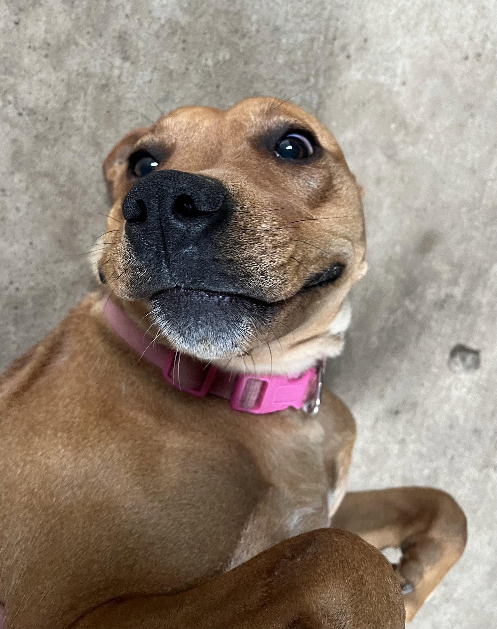 Belle, a Adoptable Pit Bull Terrier in Woodsfield, OH image 3/3