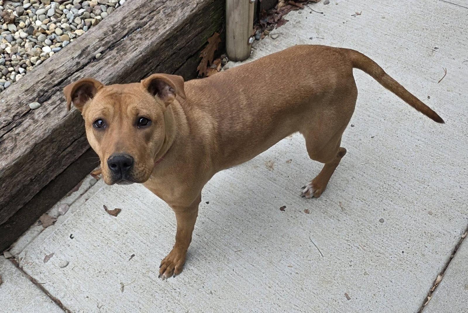 Enlarge Belle, a Adoptable Pit Bull Terrier in Woodsfield, OH image 3/3