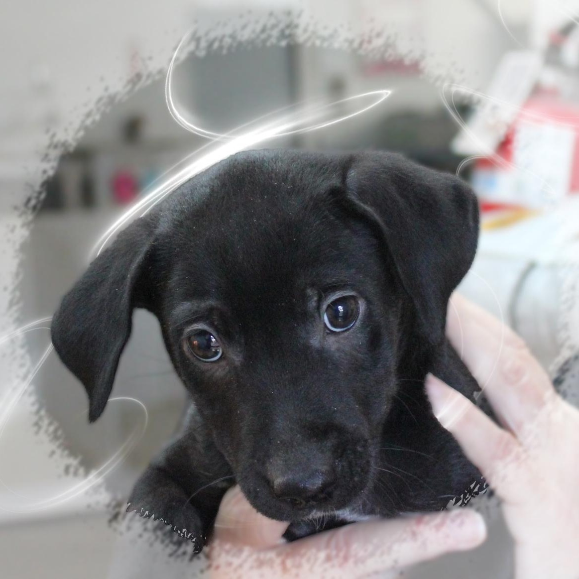 Mallory, a Adoptable mixed breed in Amelia, OH image 1/2