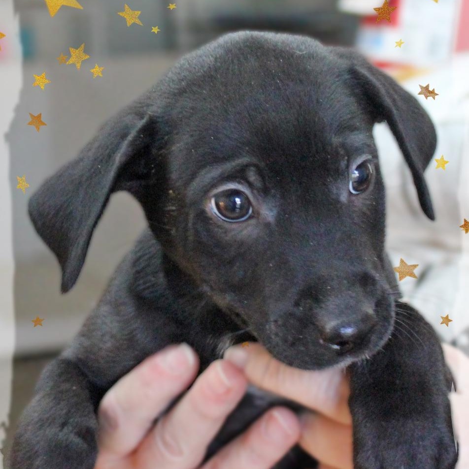 Mallory, a Adoptable mixed breed in Amelia, OH image 2/2