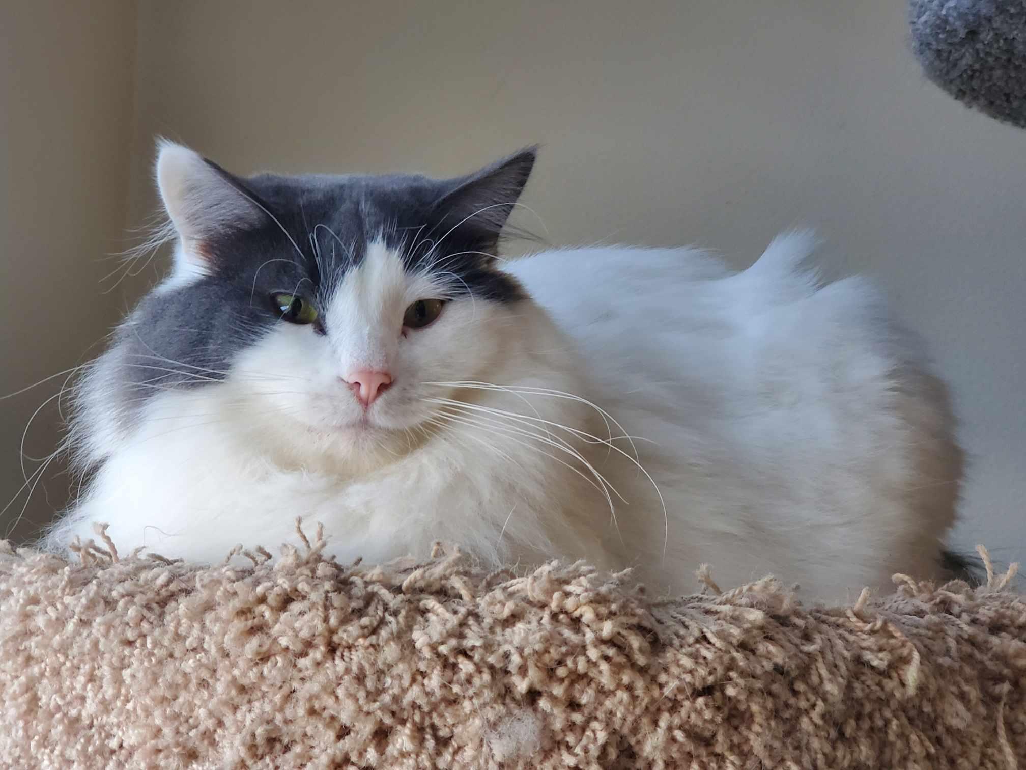 Peach, a Adoptable Domestic Long Hair in Blaine, MN image 1/3