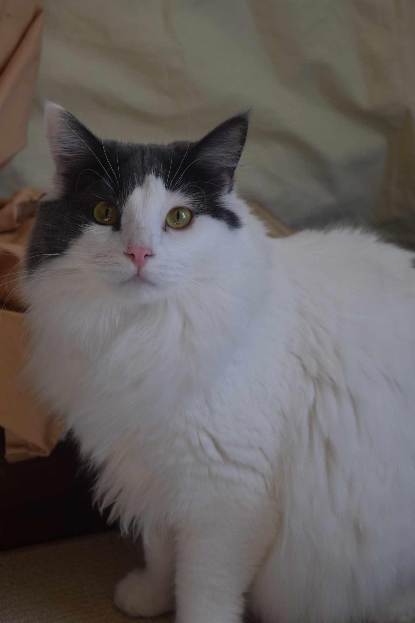 Peach, Adoptable, Adult Female Domestic Long Hair.