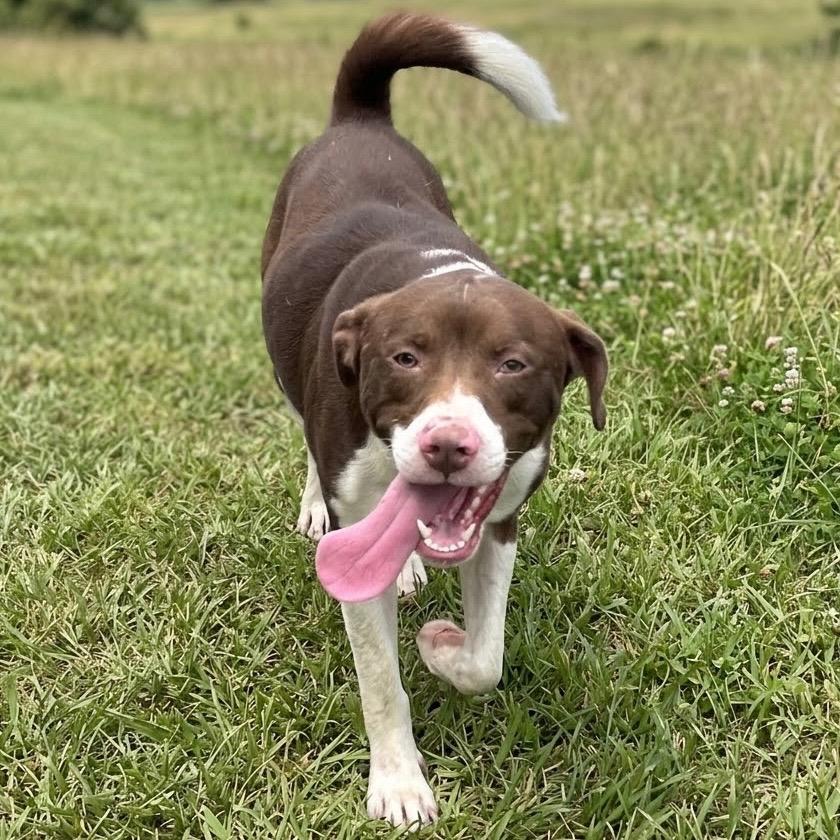 Enlarge Kirby, a Adoptable mixed breed in Pittsfield, IL image 2/2