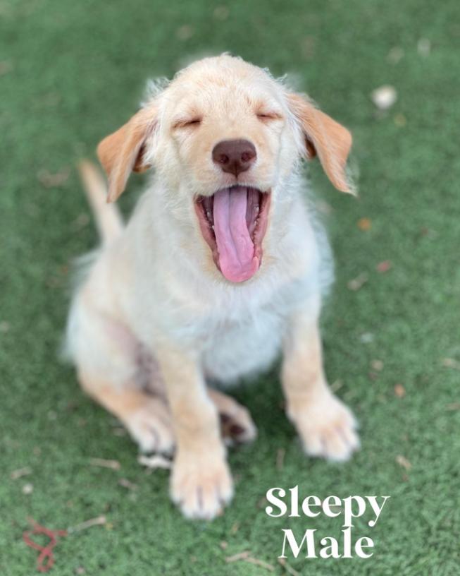 Sleepy, an adoptable Australian Shepherd, Labradoodle in Granbury, TX, 76048 | Photo Image 1