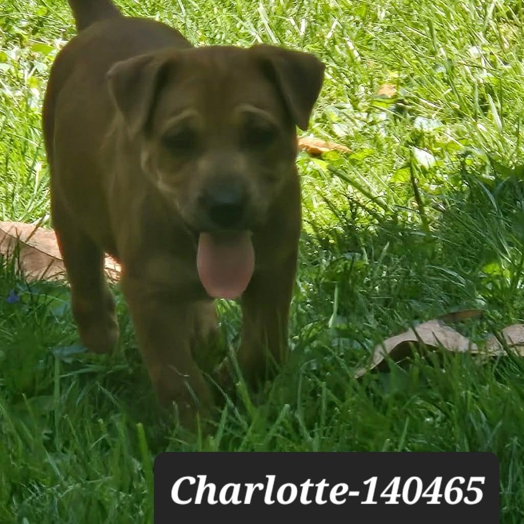 Enlarge Charlotte, a Adoptable Pit Bull Terrier in New Tazewell, TN image 1/1