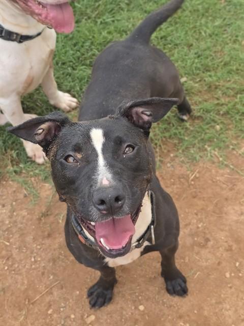Enlarge MAYBELLE, a Adoptable American Staffordshire Terrier in York, SC image 1/1
