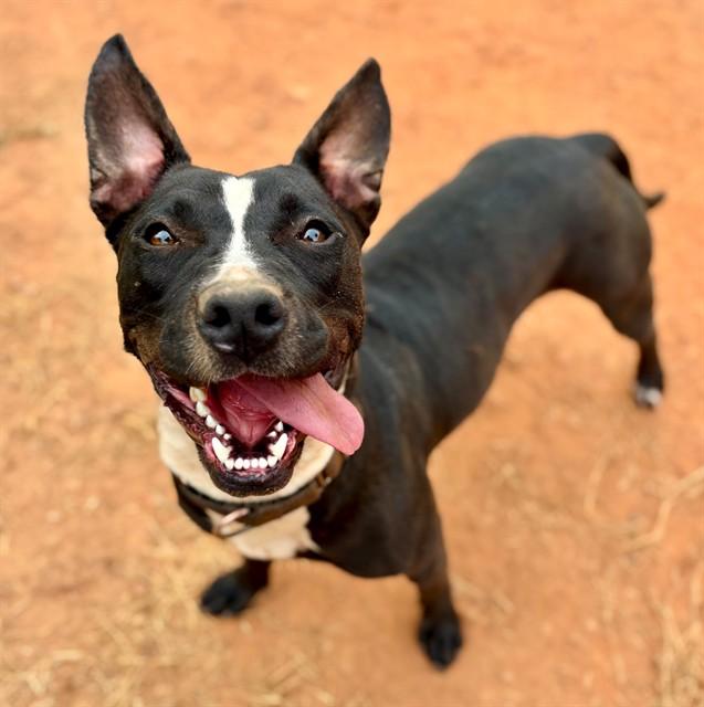 Enlarge MAYBELLE, a Adoptable American Staffordshire Terrier in York, SC image 1/1