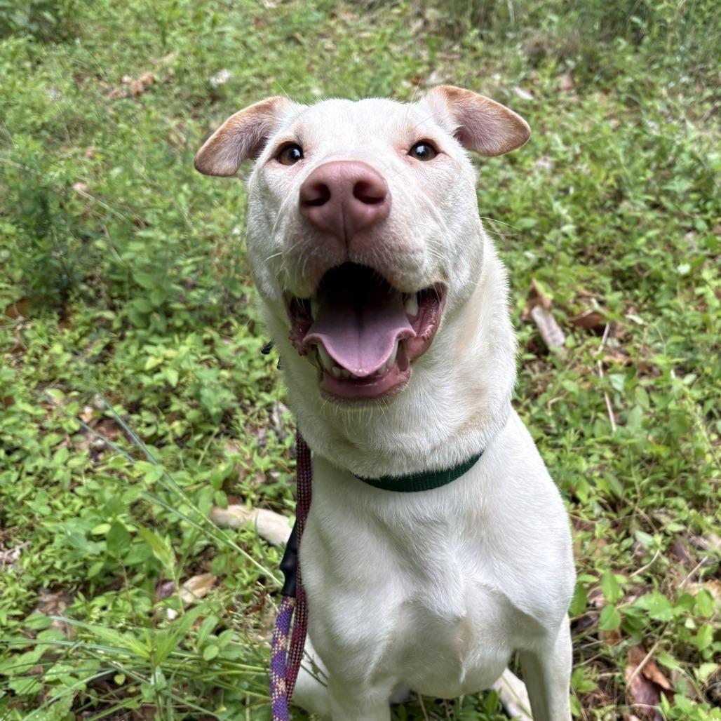 Bettie, Adoptable, Young Female Mixed Breed.