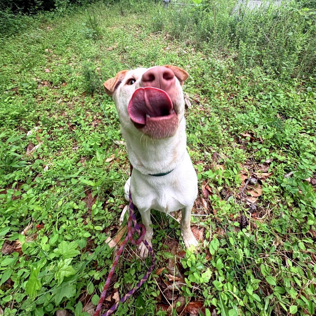 Bettie, a Adoptable Mixed Breed in Greensboro, NC image 2/6